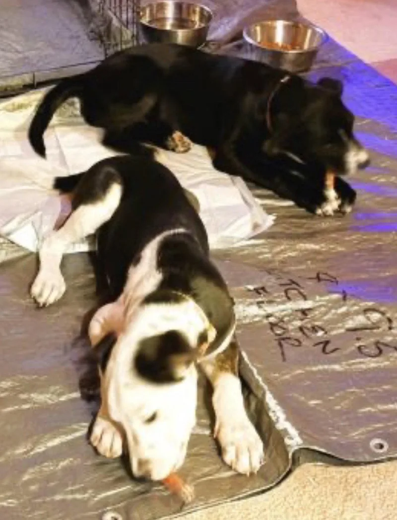 Border Collie Lab Mix