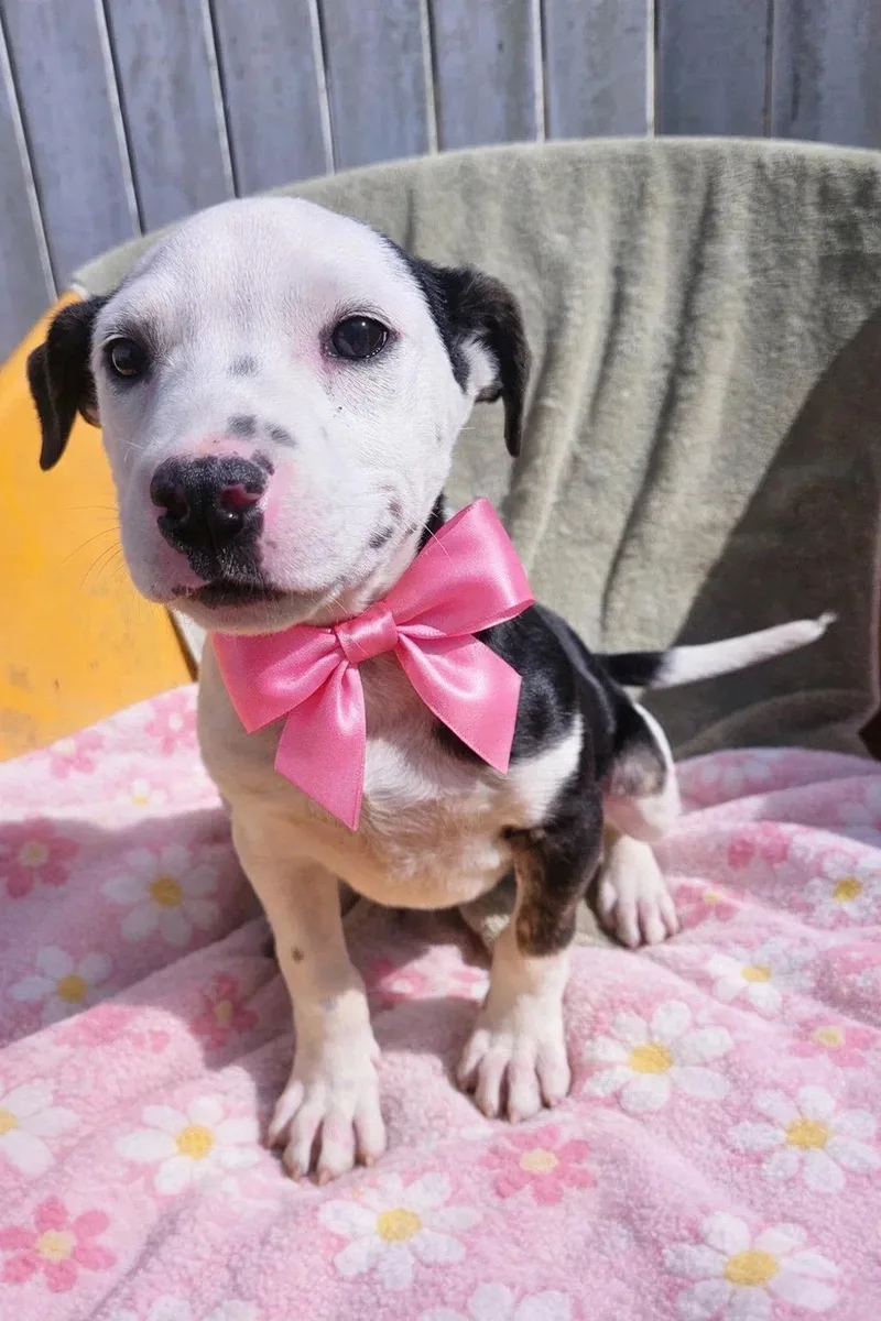 Border Collie Lab Mix thumbnail 3