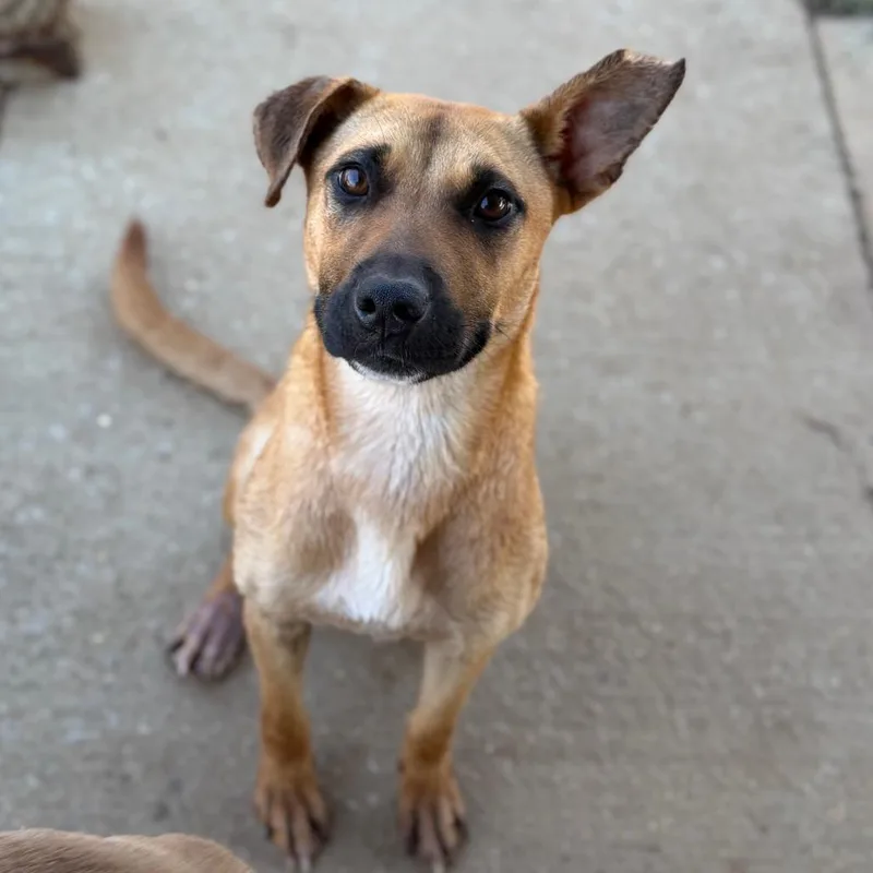 A young medium-sized female Yellow / Tan / Blond / Fawn Shepherd dog named Cherry for adoption in Brownsboro, AL