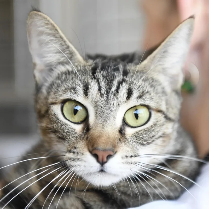 A young medium-sized female Brown / Chocolate Domestic Short Hair cat named Groot for adoption in Redwood City, CA