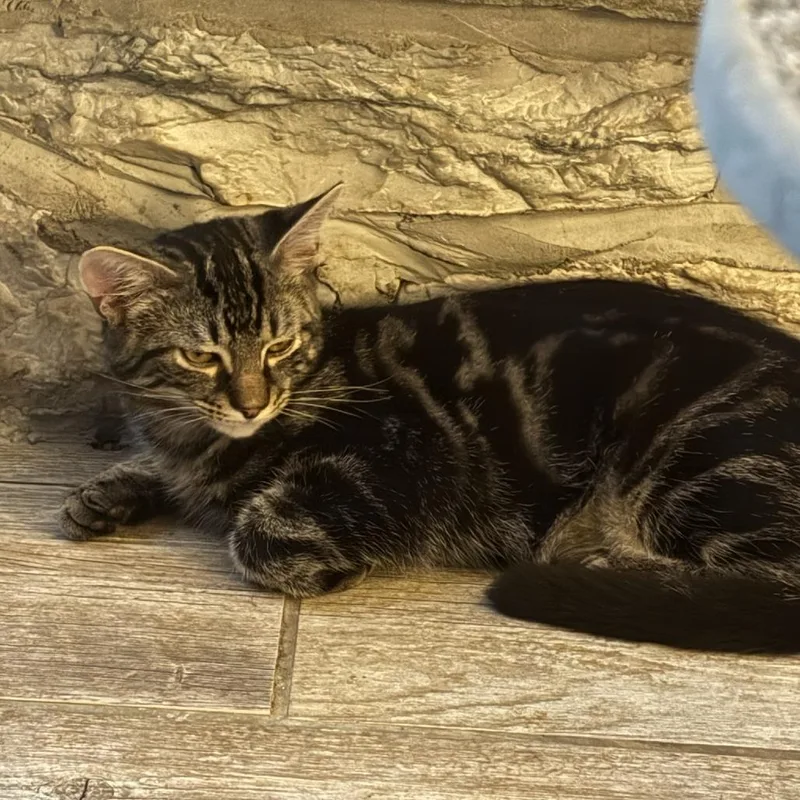 A baby small-sized male Brown / Chocolate Domestic Short Hair cat named Michaux for adoption in Waynesboro, PA
