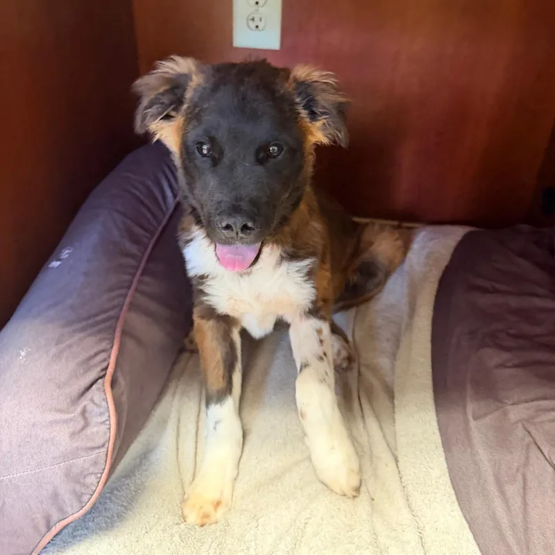 A young small-sized male Brown / Chocolate Collie dog named Bolt for adoption in Columbus, GA