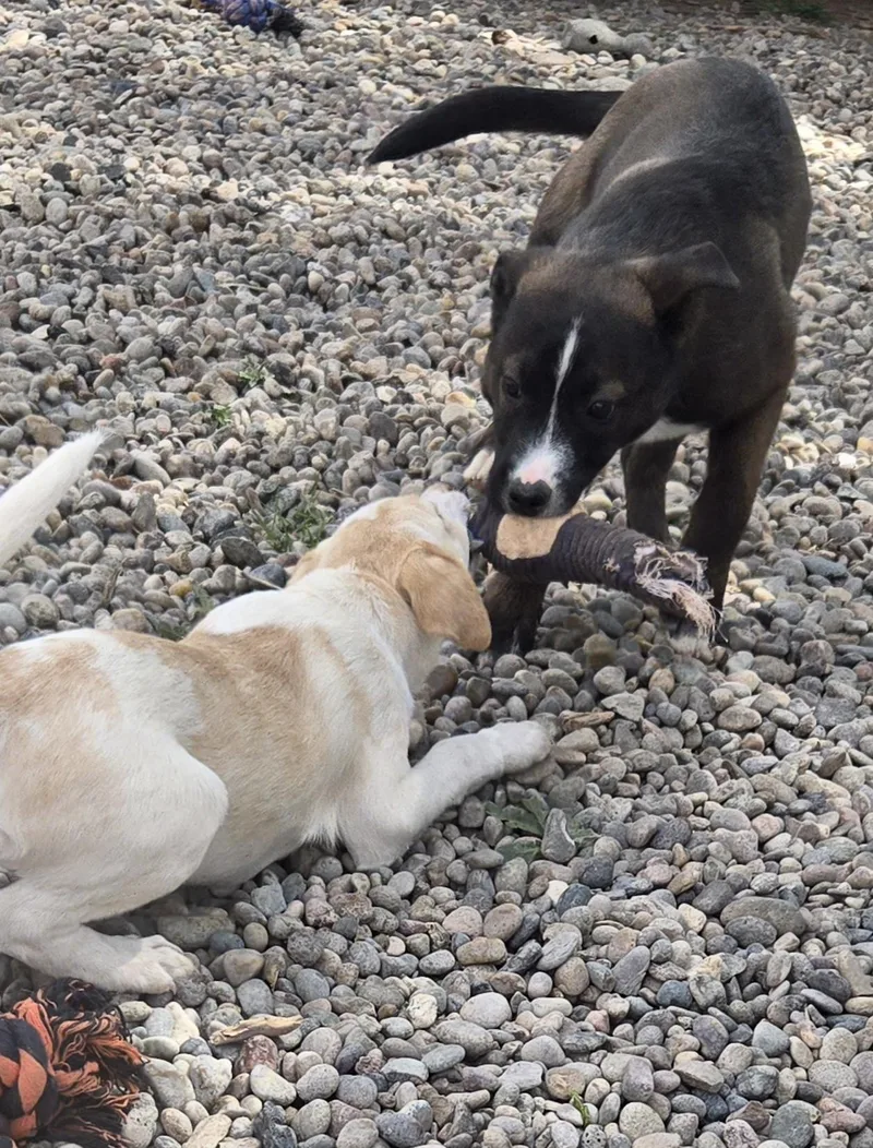A baby small-sized male White / Cream Jack Russell Terrier dog named River  Read Bio for adoption in Peralta, NM