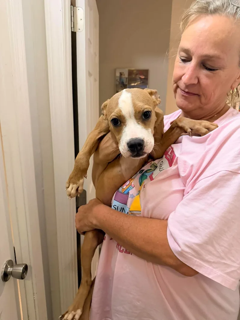 A baby medium-sized female Pit Bull Terrier dog named Pretzel for adoption in Panama City, FL