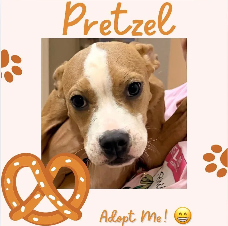 Pretzel thumbnail 2