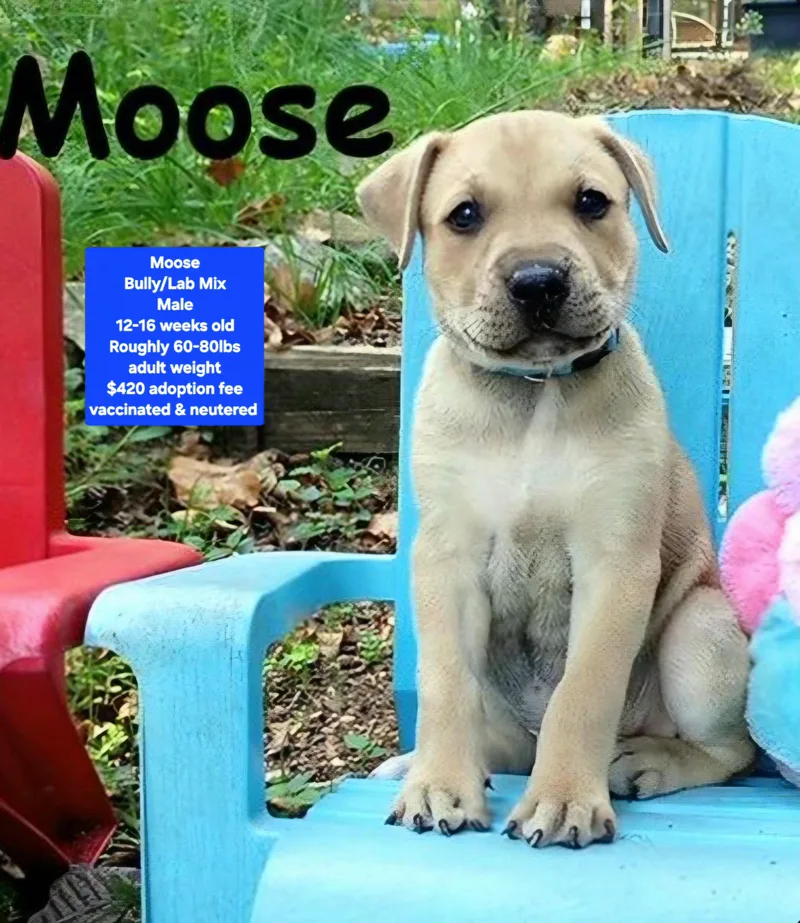 A baby large-sized male American Bully dog named Moose for adoption in Oviedo, FL