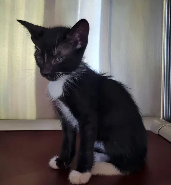 A baby small-sized female Domestic Short Hair cat named Binky for adoption in Kennewick, WA
