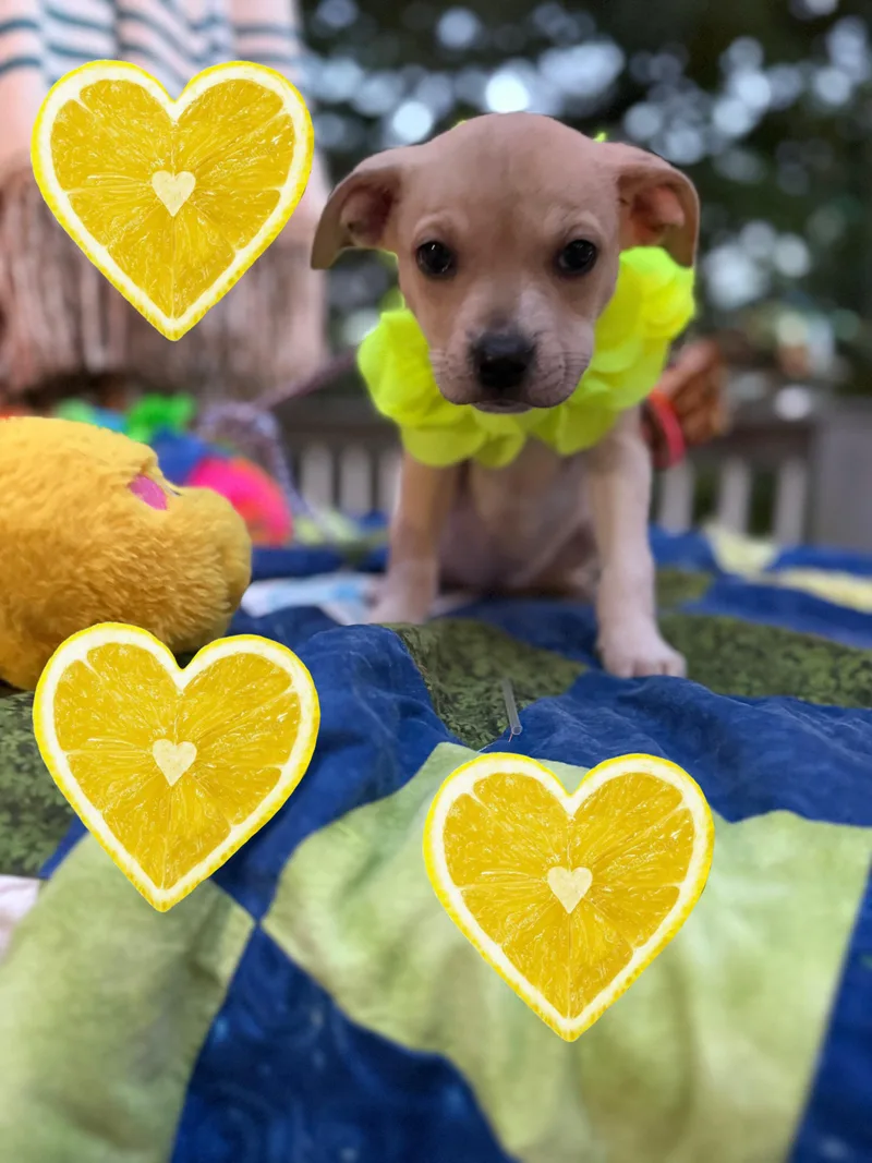Miss Lemon