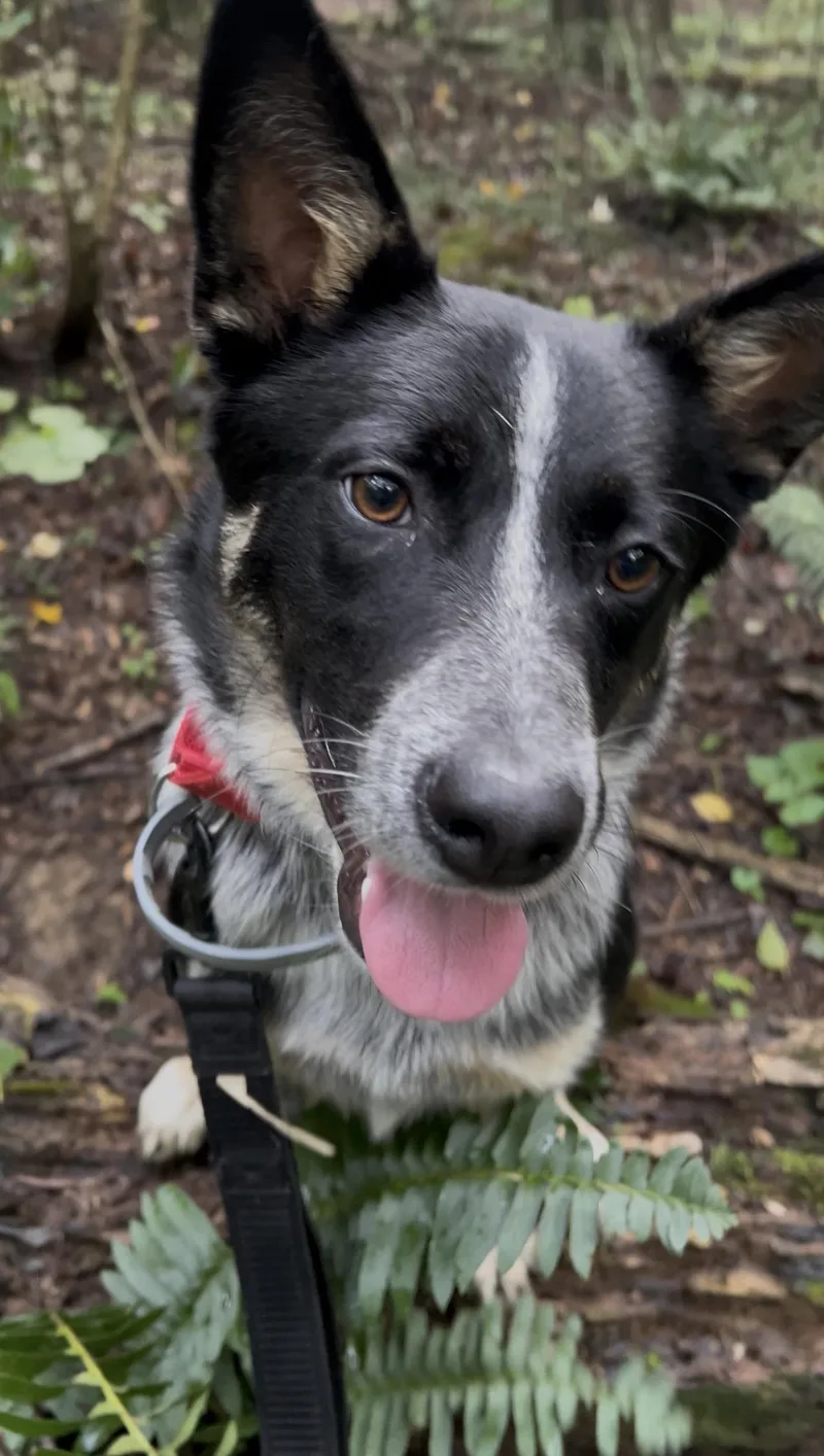 A young medium-sized male Black Australian Cattle Dog / Blue Heeler dog named Junjun for adoption in Millerstown, PA