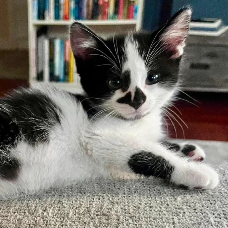 Theodore Whiskers