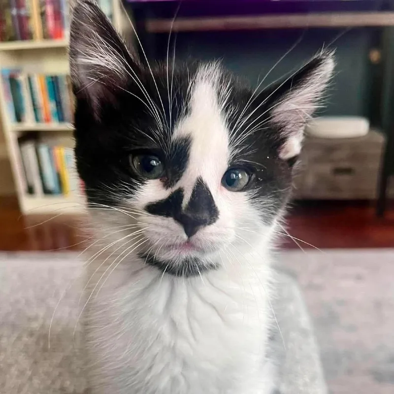 Theodore Whiskers thumbnail 2