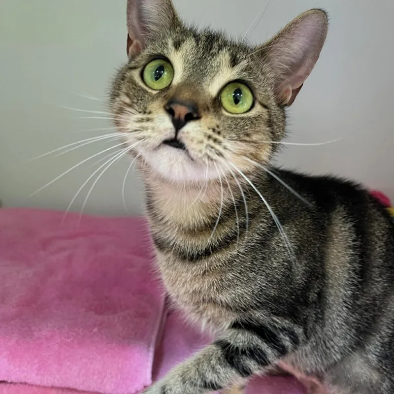 An adult medium-sized female Black Domestic Short Hair cat named Mia for adoption in Newark, NJ