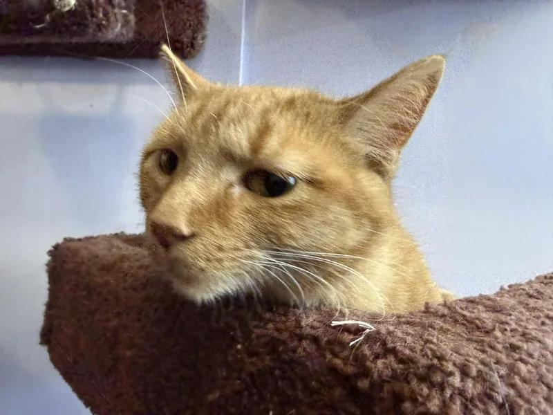 A young medium-sized female Domestic Short Hair cat named Anne for adoption in West Lafayette, IN