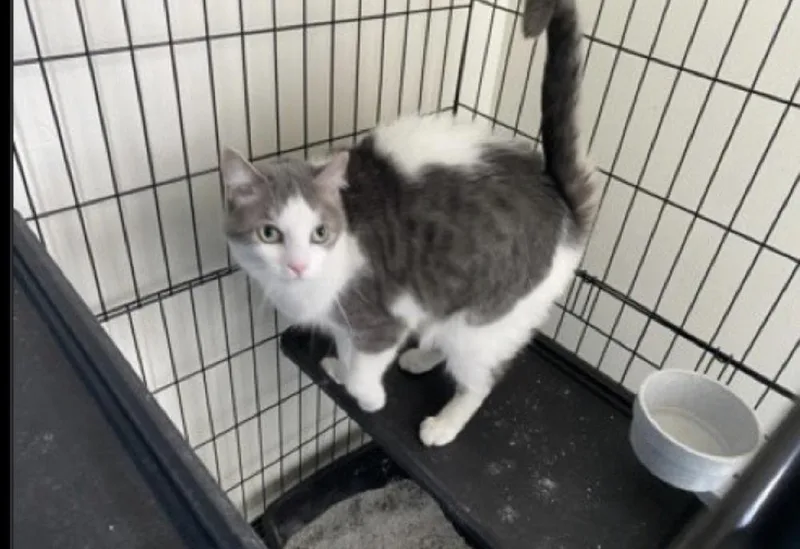An adult medium-sized female Domestic Short Hair cat named Pluto for adoption in Lafayette, CO