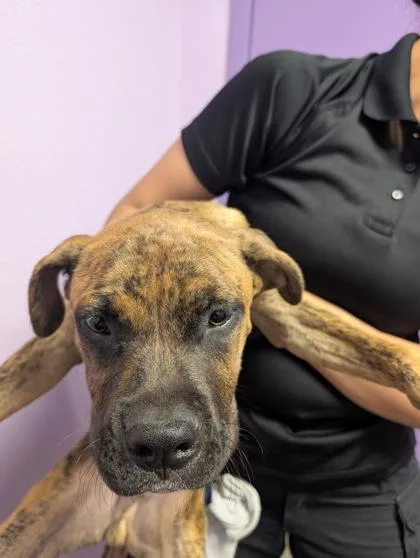 A baby medium-sized male Brown / Chocolate Mixed Breed dog named 61384799 for adoption in El Paso, TX