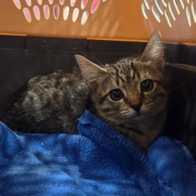 A baby small-sized female Brown / Chocolate Domestic Short Hair cat named Jessipaw for adoption in Saint Louis, MO