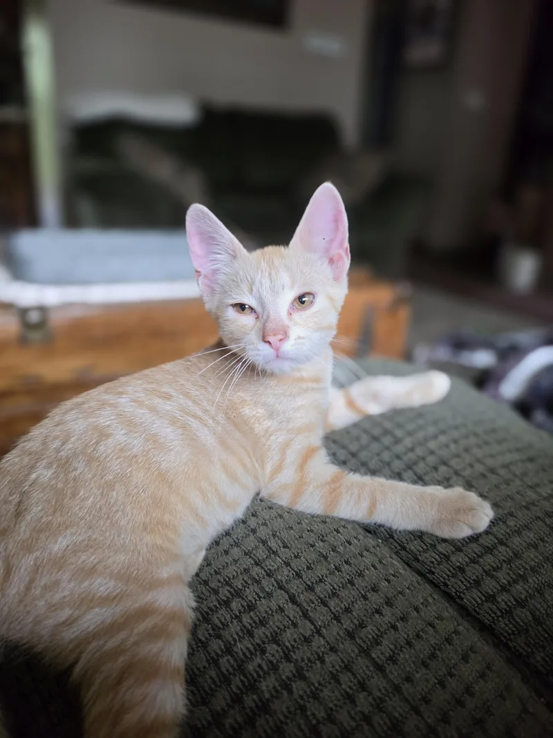 A baby large-sized male Tabby (Orange / Red) Domestic Short Hair cat named Farley for adoption in Medford, WI