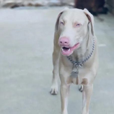 An adult large-sized male White / Cream Doberman Pinscher dog named Tyson for adoption in Sonoma, CA