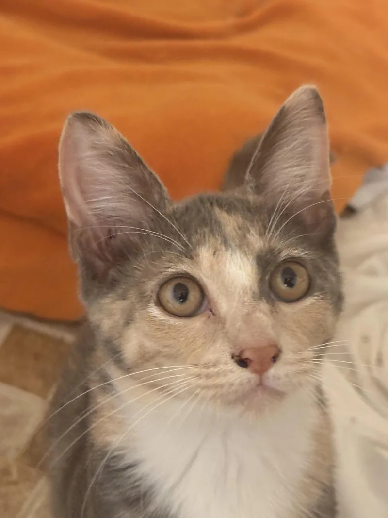 A baby medium-sized female Domestic Short Hair cat named Punkin for adoption in Oviedo, FL