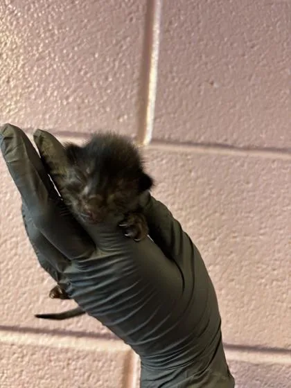 A baby small-sized female Black Domestic Short Hair cat named 61419193 for adoption in El Paso, TX