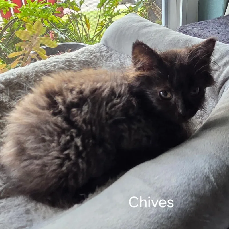 A baby small-sized female Black Domestic Medium Hair cat named Chives for adoption in Long Beach, CA