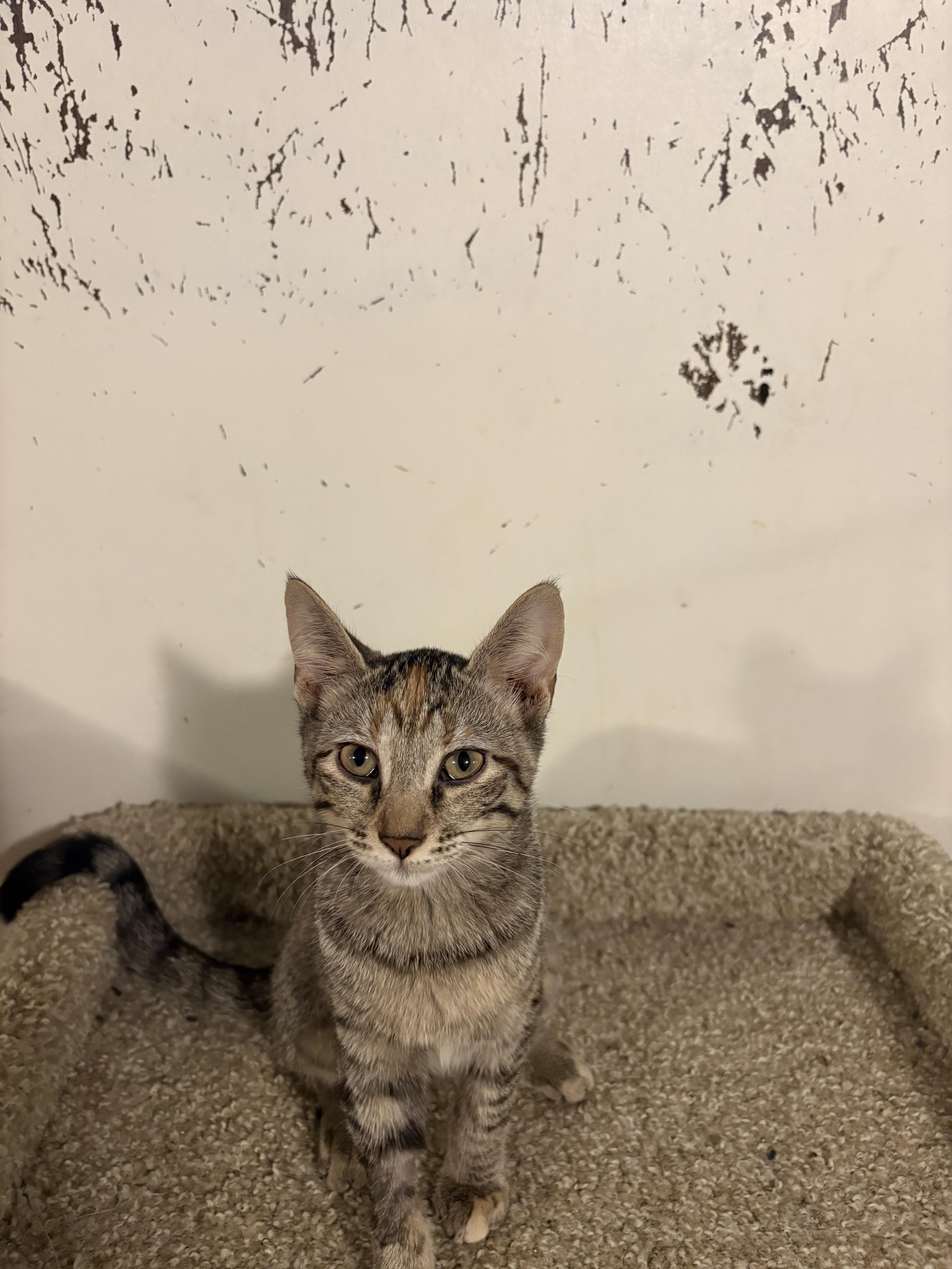 A young medium-sized female Tabby (Brown / Chocolate) Domestic Short Hair cat named Cleo for adoption in Rochester, NY