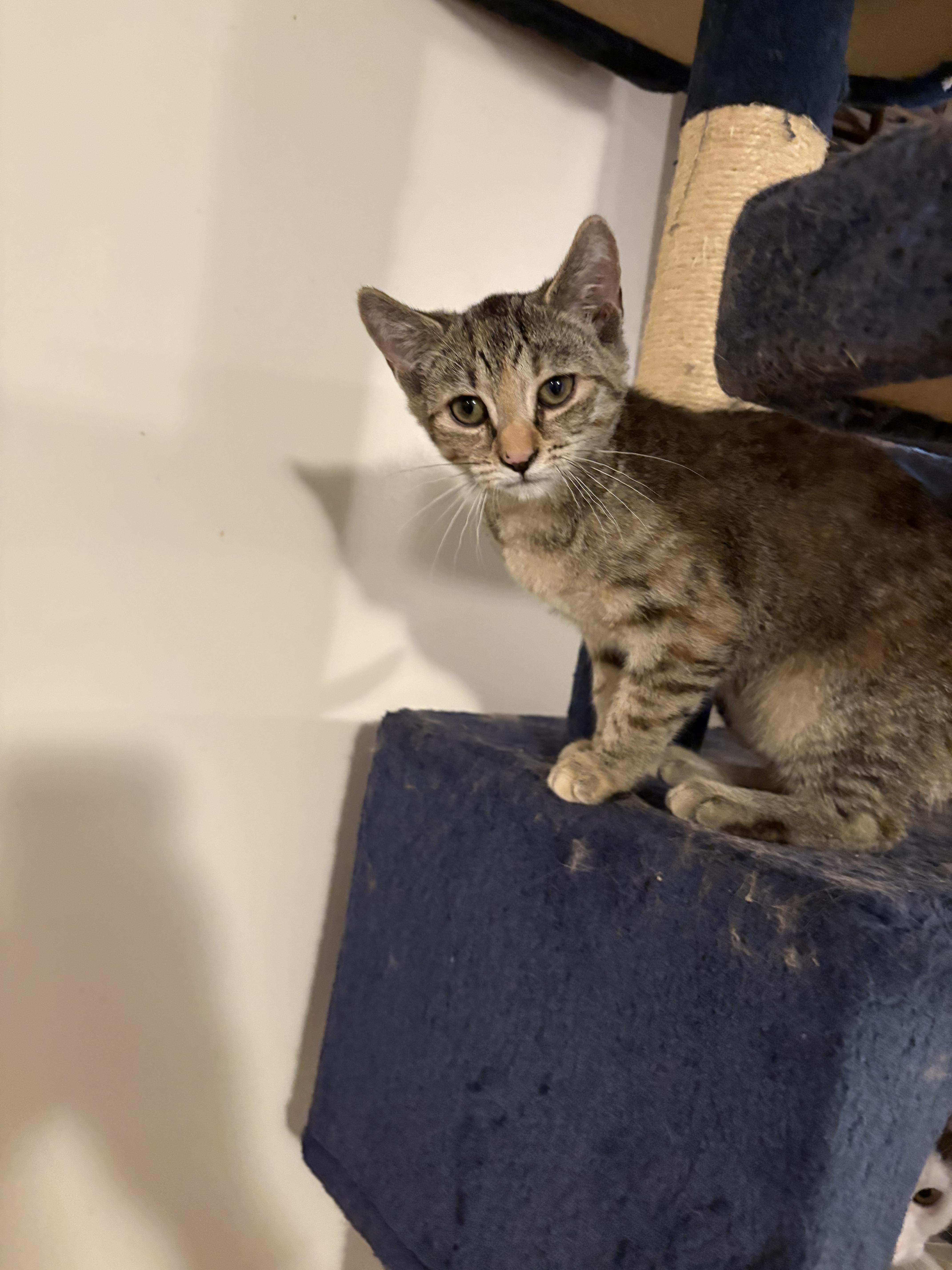 Cleo thumbnail 2