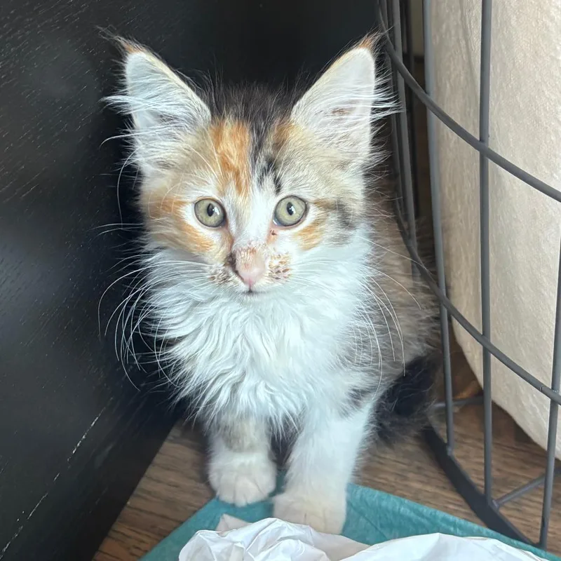 A baby small-sized female Calico Domestic Short Hair cat named Vienna for adoption in Point Richmond, CA
