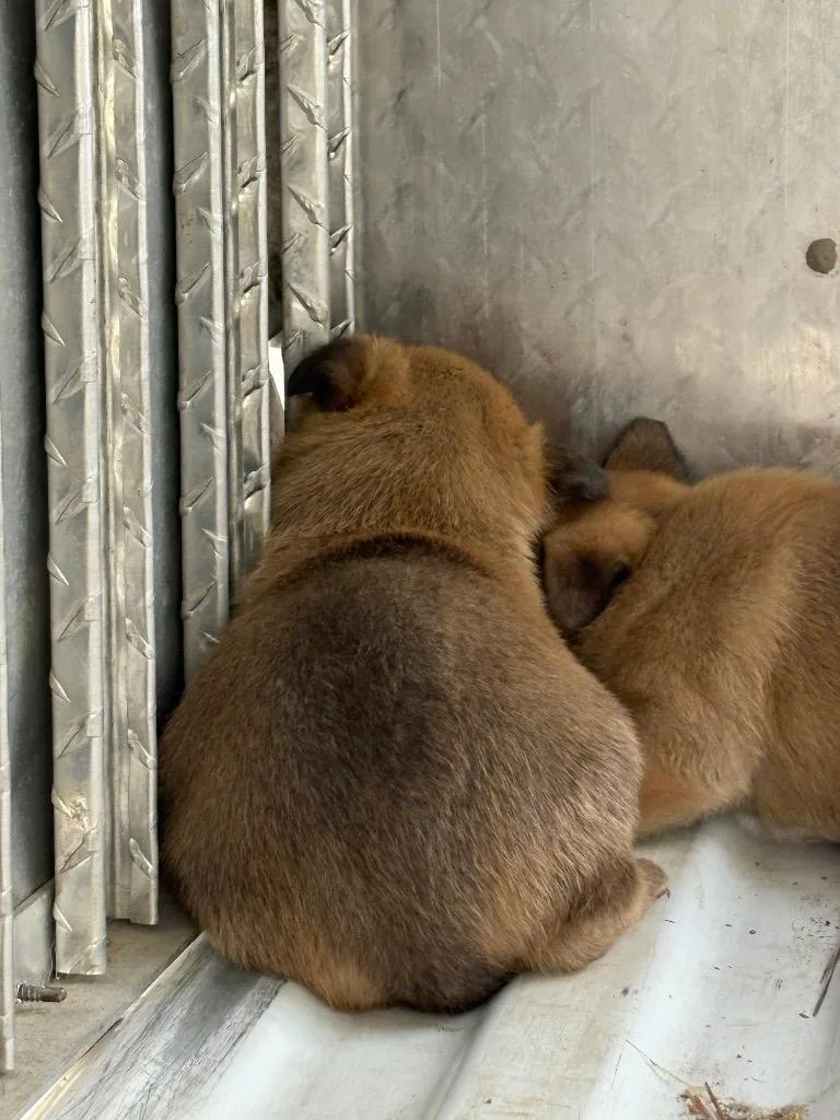 A baby medium-sized male German Shepherd Dog dog named Champ for adoption in Effingham, SC