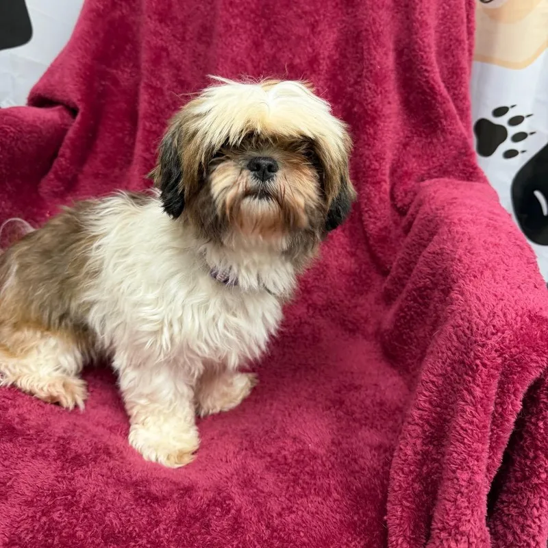 An adult small-sized female Brown / Chocolate Shih Tzu dog named Vanessa for adoption in Uniontown, PA