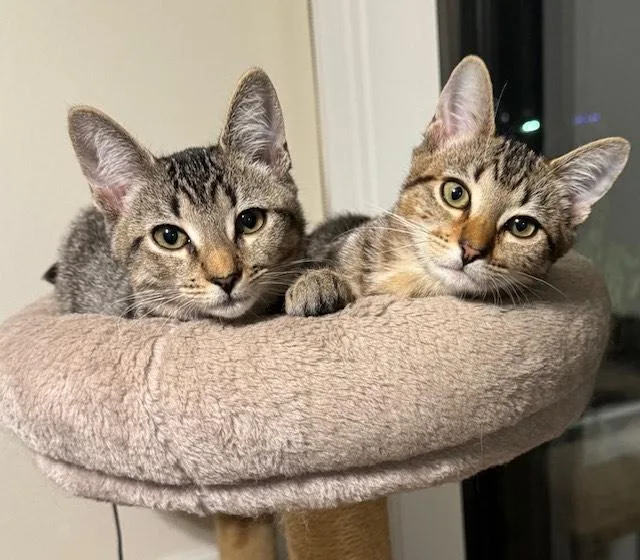 Joey Mo “snuggle  thumbnail 2