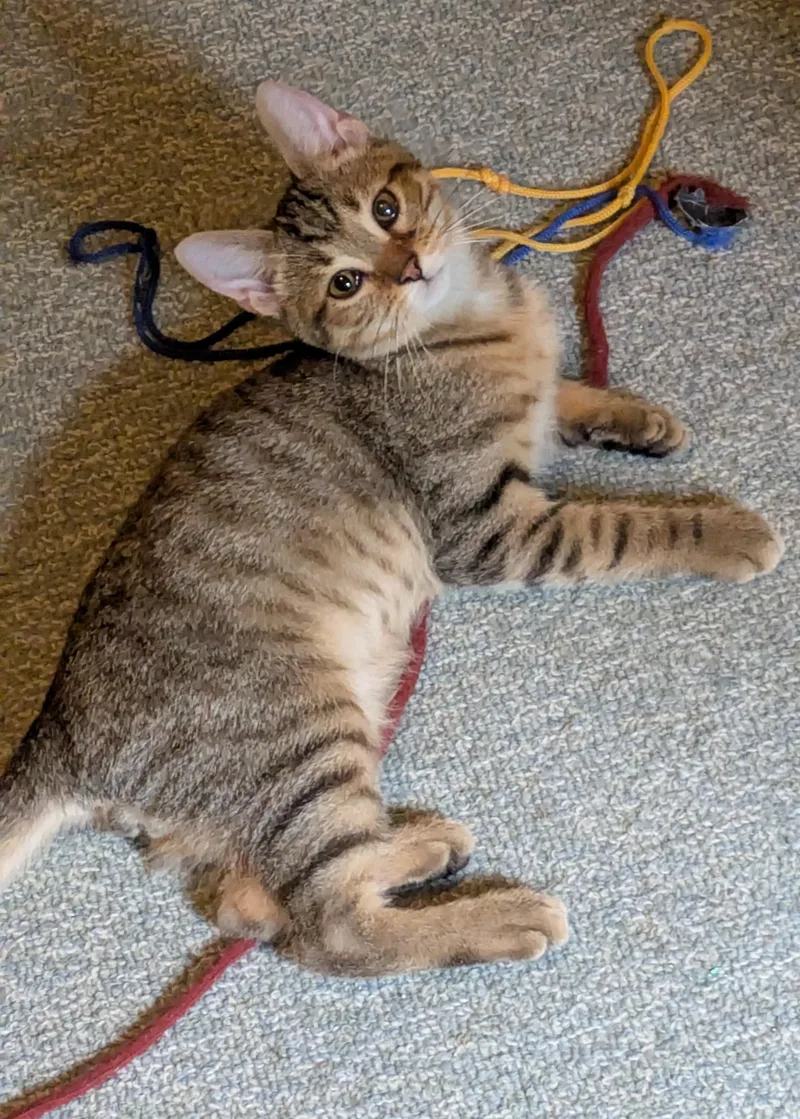 A baby medium-sized male Domestic Short Hair cat named Tigger for adoption in Wadsworth, OH