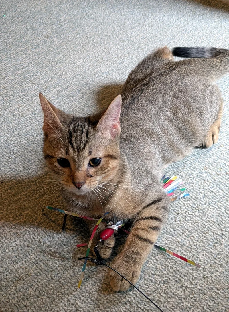 Tigger thumbnail 2