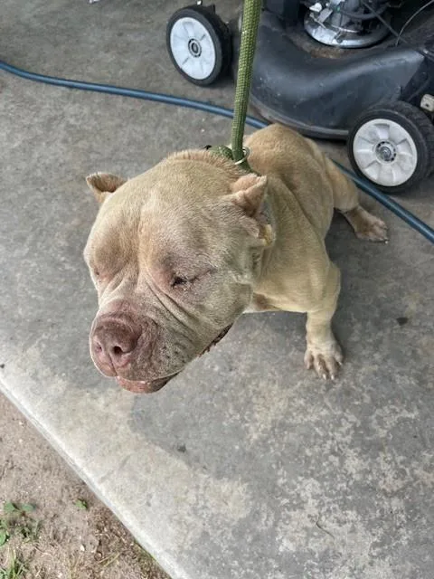 An adult medium-sized female American Bulldog dog named Alicia for adoption in Miami, FL