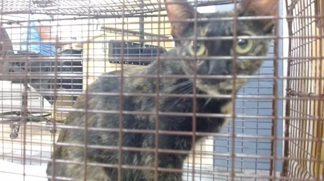 A young small-sized female Domestic Short Hair cat named Andalucia for adoption in Miami, FL