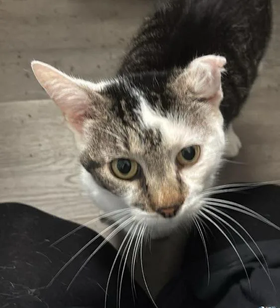 Pinocchio thumbnail 2