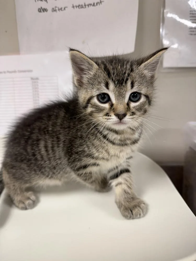 A baby medium-sized male Tabby (Brown / Chocolate) Domestic Medium Hair cat named Grit for adoption in Bemidji, MN