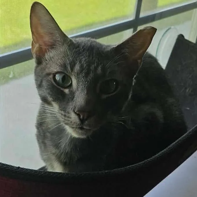 An adult small-sized male Gray / Blue / Silver Domestic Short Hair cat named Skipper for adoption in Nampa, ID