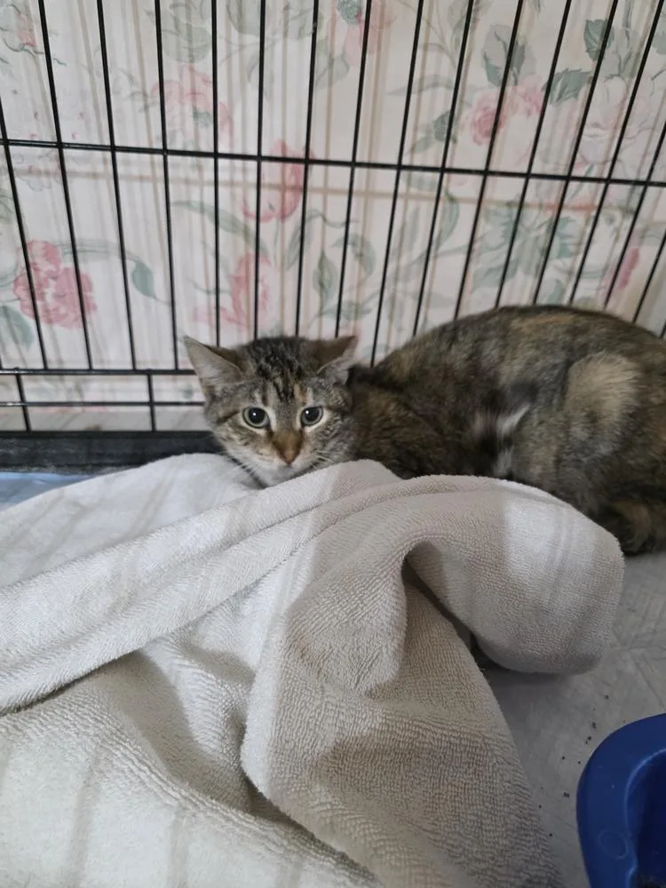 A young medium-sized female Tabby (Brown / Chocolate) Domestic Short Hair cat named Peoria for adoption in Metamora, IL