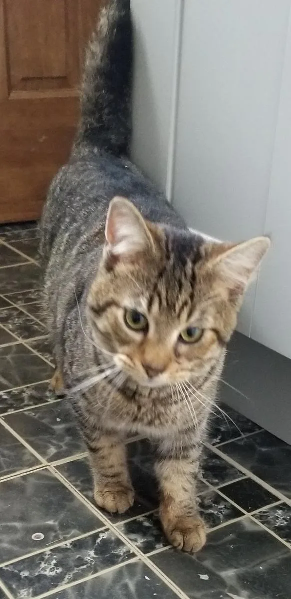 An adult medium-sized male Tabby (Buff / Tan / Fawn) Domestic Short Hair cat named Pooh Bear for adoption in Delmont, PA