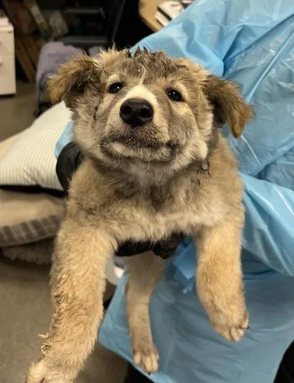 A baby small-sized female Husky dog named Messy Bun for adoption in Fresno, CA