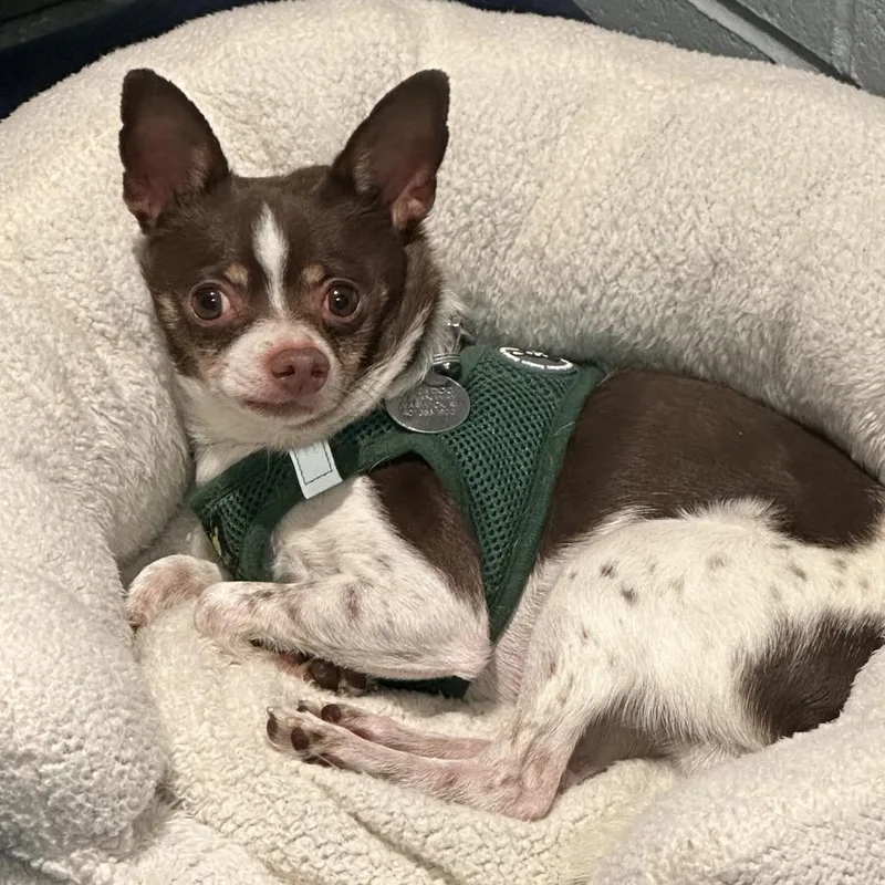 Frankie