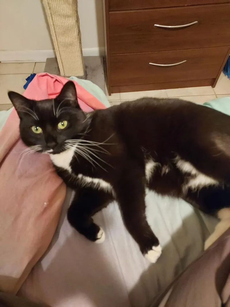 An adult medium-sized female Black & White / Tuxedo Domestic Short Hair cat named Onyx Cedar for adoption in Philadelphia, PA