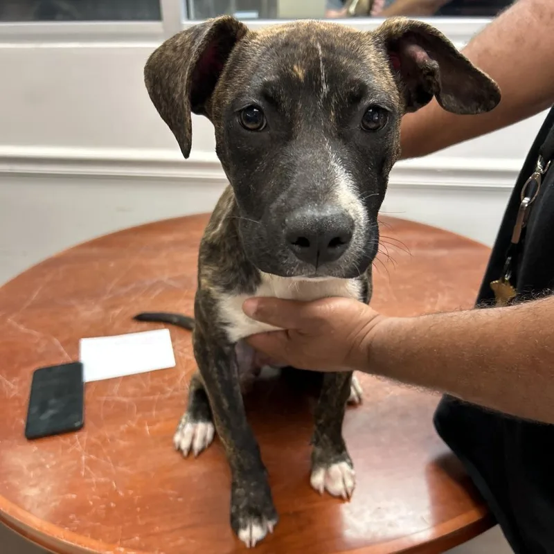 A baby small-sized female Brindle Mixed Breed dog named Strayslumpkinroad for adoption in Columbus, GA