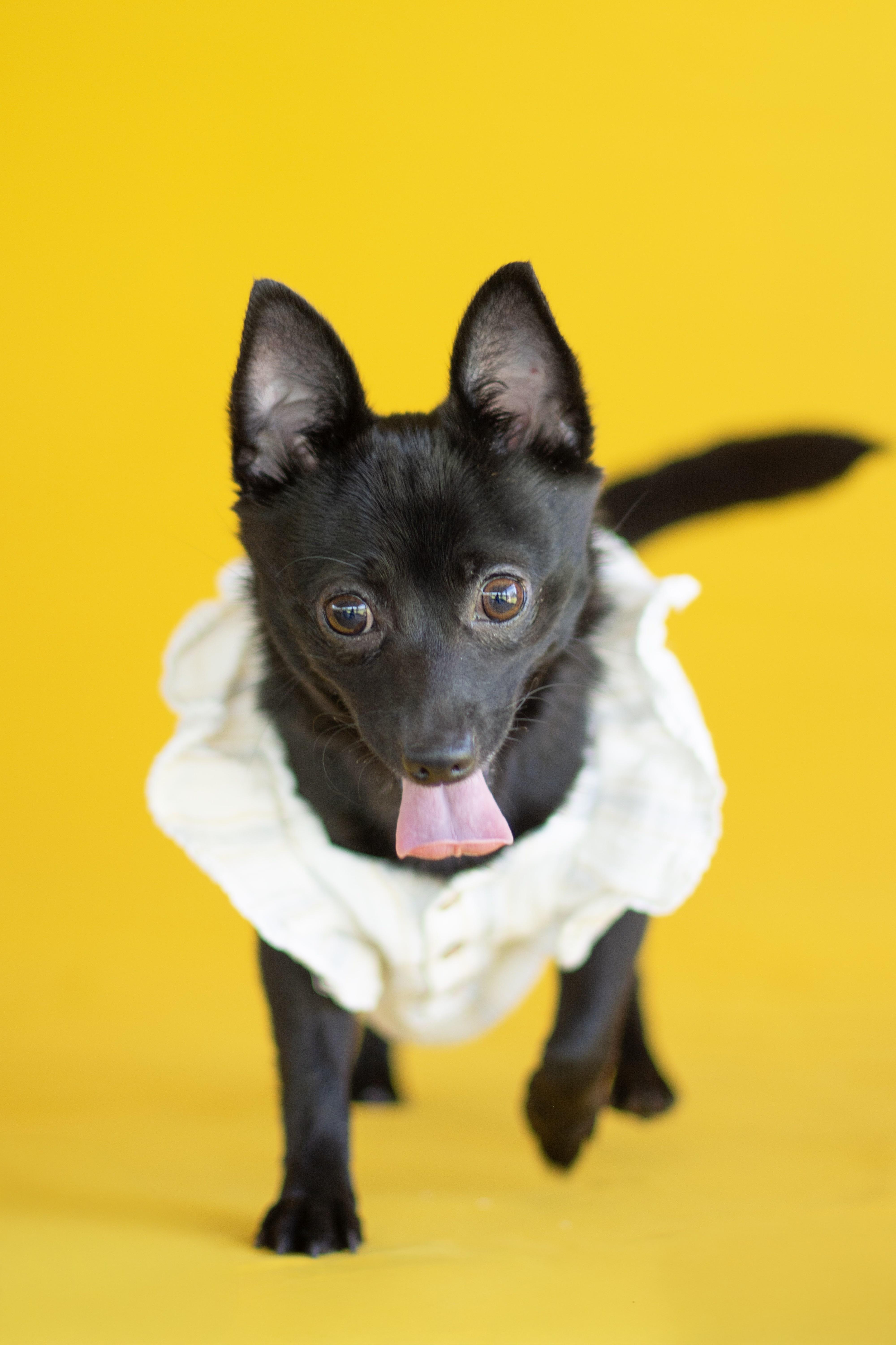 A young small-sized female Black Chihuahua dog named Twinkle for adoption in Indianapolis, IN