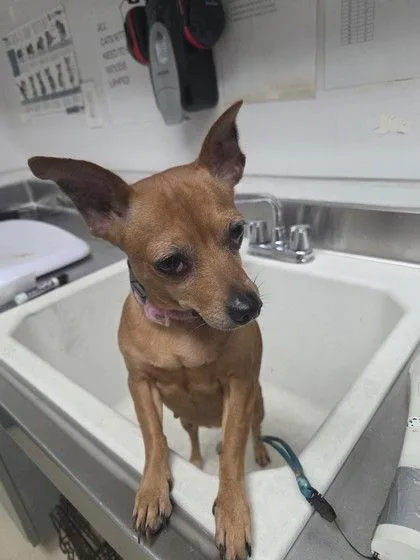 Salchicha thumbnail 2