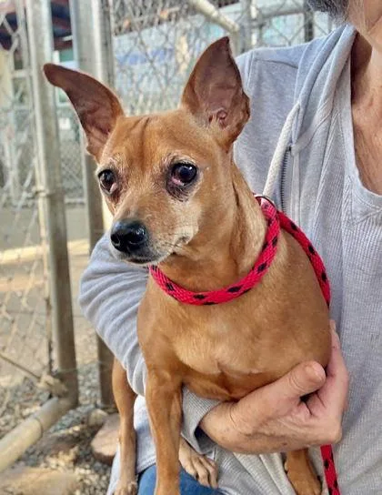 Salchicha thumbnail 3