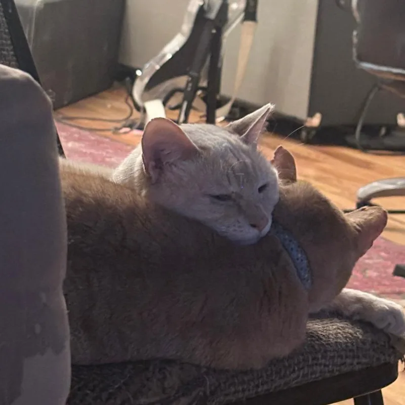 An adult medium-sized male Siamese cat named Groucho for adoption in Chicago, IL