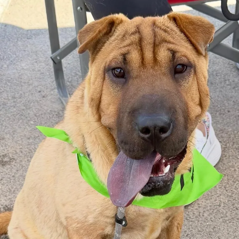 A young medium-sized female Red / Chestnut / Orange Shar-Pei dog named Thelma for adoption in Oxford, ME