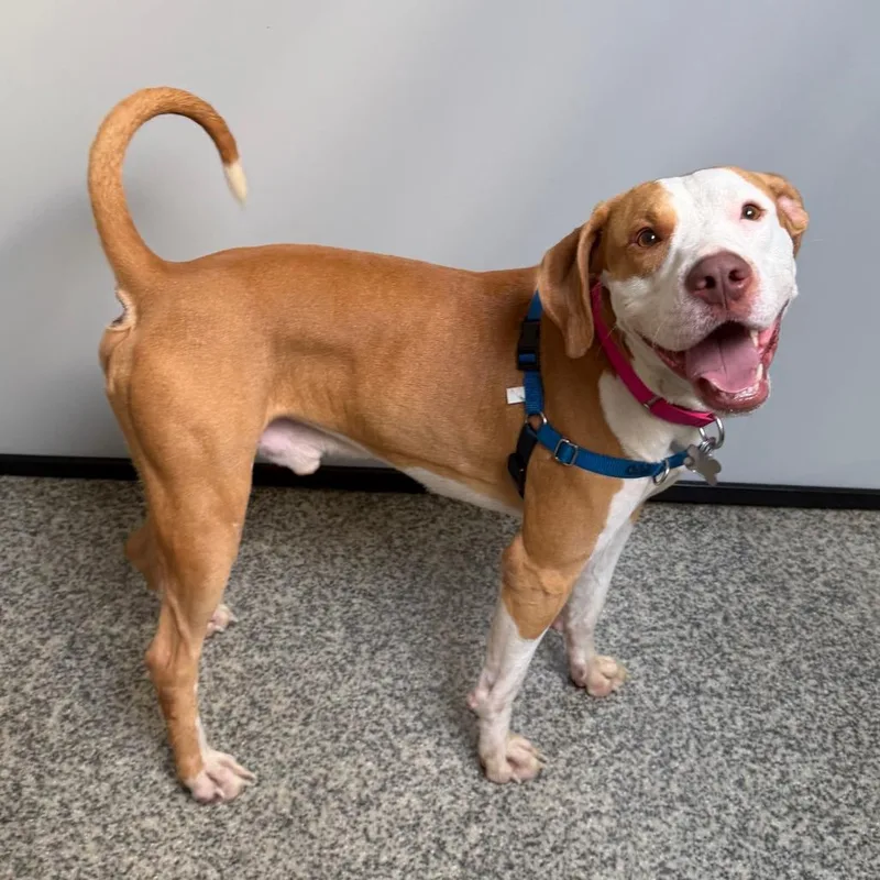 An adult medium-sized male White / Cream Mixed Breed dog named Cooper for adoption in Falls Church, VA
